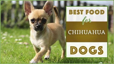 Take what you've learned here to choose the best dog food for. 10 Best (Top Rated) Dog Foods for Chihuahuas in 2019