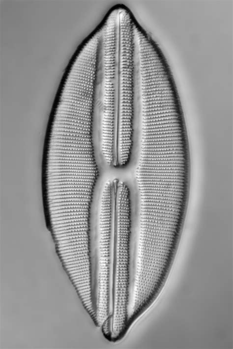 Test Diatom Using 100x S Plan Acromat This Is A Test Image Flickr