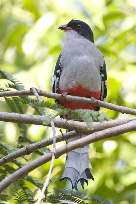 Cuban Trogon