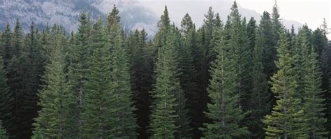 Types Of Evergreen Trees The Tree Center