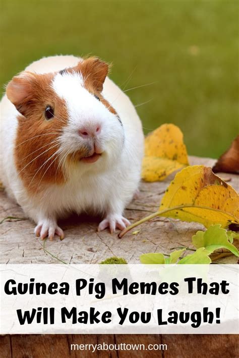 Guinea Pig Memes For Kids