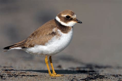 Ringed Little Ringed And Kentish Plovers Photo Id Guide Birdguides