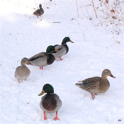 Ducks In Snow Img0440squ Brite Jhhymas Flickr