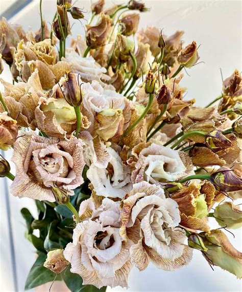 Ramirez Wholesale Flowers Inc On Instagram “new Arrival Bohemian