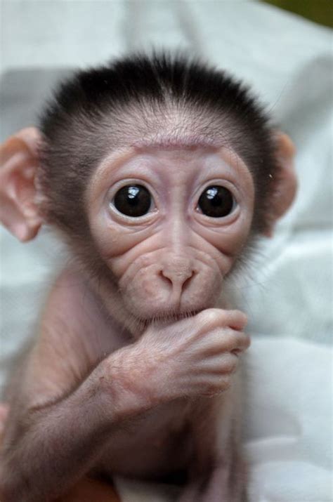 Monkey On Pinterest Monkeys Cute Baby Monkey And Cute