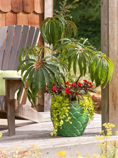 How To Create Beautiful Tropical Planters And Container Gardens