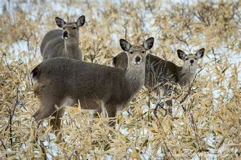 Sikka Deer Animals Wildlife Photography Deer