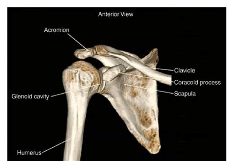 Learn the anatomy of the shoulder muscles now at kenhub. A 3-D recreation from CT scan of shoulder showing detailed anatomy.... | Download Scientific Diagram