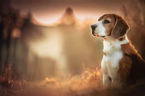 Beagles Dog Blurred Depth Of Field Animals 2048x1365 Wallpaper