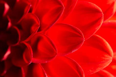 Closeup Photography Of Red Petaled Flower Dahlia Hd Wallpaper