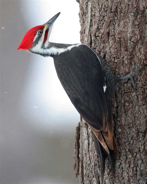 Pileated Woodpecker Audubon Guide To North American Birds