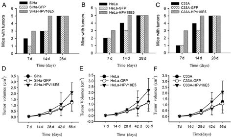 HPV16 18 E5 Promotes Primary HPV Derived Tumor Growth In Vivo Nude