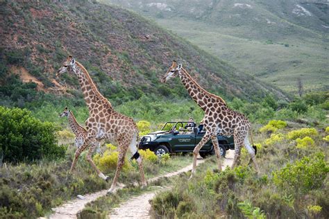 8 Best Safaris Near Cape Town For Day Trips And Weekends