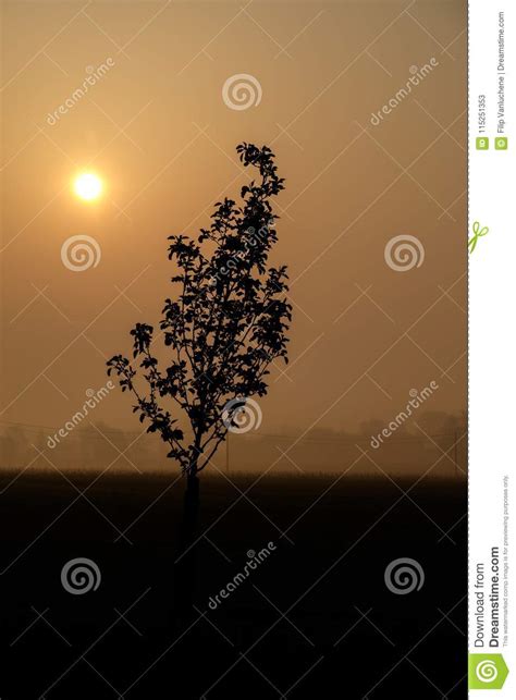 Morning Sunrise Depicting Silhouette Of Trees Poperinge