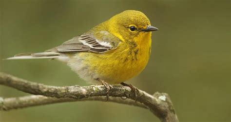 Pine Warbler Overview All About Birds Cornell Lab Of Ornithology