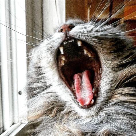 Queen Lucy Cat Yawning Crazy Cats Funny Cats