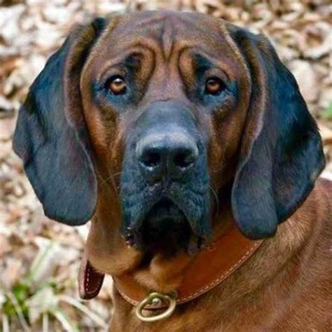 Hanoverian Scenthound Dog Breed Information American Kennel Club