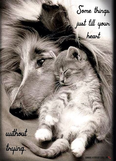 16 Best Beautiful Animal Quotes And Sayings Images On Pinterest
