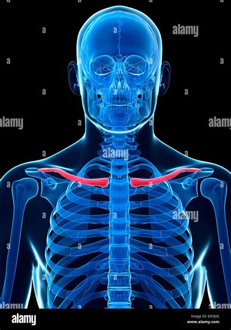 Human Collar Bone Hi Res Stock Photography And Images Alamy