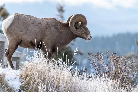 Ram Male Bighorn Sheep Standing On The Edge Of A Cliff With Fros
