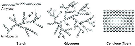 Organic Compounds Essential To Human Functioning · Anatomy And Physiology