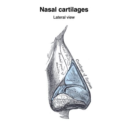 Nasal Cartilages Radiology Reference Article Radiopaedia Org