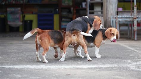 Purebred Beagle Dog Are Breeding Dog Mating Stock Footage Video