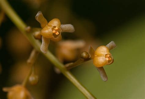 Flora Of Mozambique Species Information Individual Images Tinospora