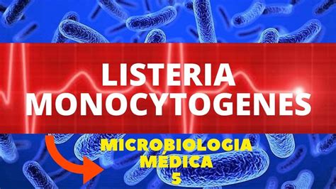 Listeria Monocytogenes Microbiologia MÉdica 5 Youtube