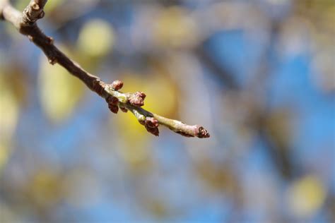 Free Photo Tree Buds Blooming Close Up Spring Free Download Jooinn