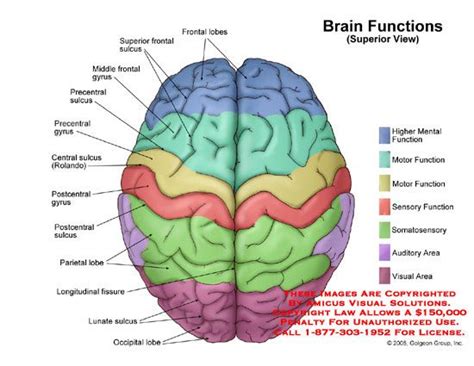 Brain Functions Superior View Anatomia Do Cérebro Neurociência
