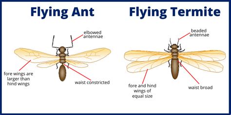 Flying Ants Vs Termites Whats The Difference Massey Services Inc