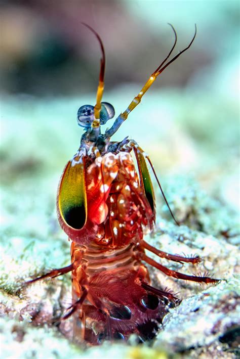 Peacock Mantis Shrimp Burrow Science Connected Magazine