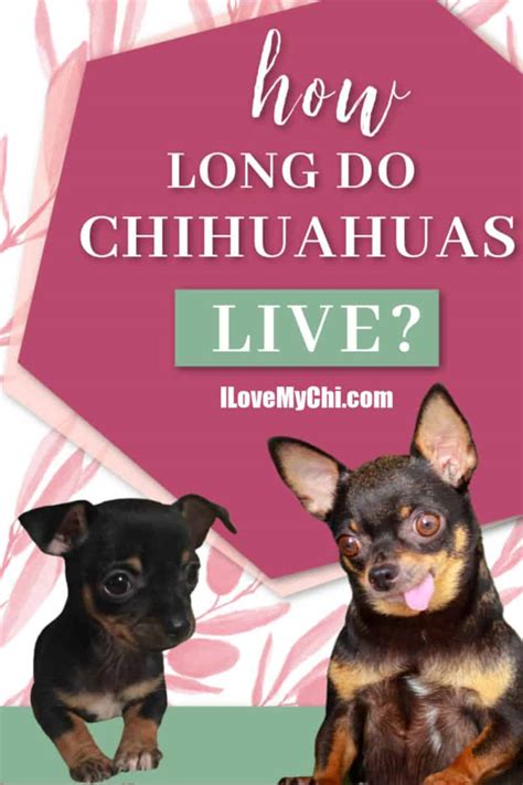 How Long Do Chihuahuas Live I Love My Chi