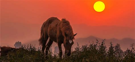 Manipur Has Just Cleared A Policy To Save The Endangered Indigenous Pony