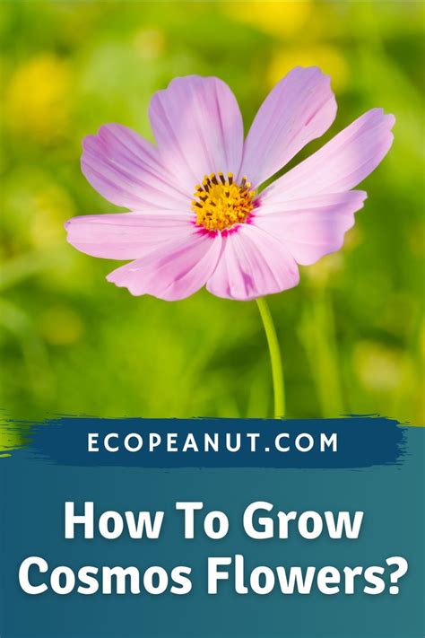 How To Grow Cosmos Flowers Cosmos Flowers Growing Flowers Planting