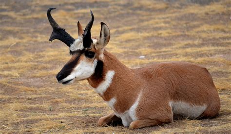 Pronghorn Antelope Fluffy Animals Animals Wild Animal Pictures