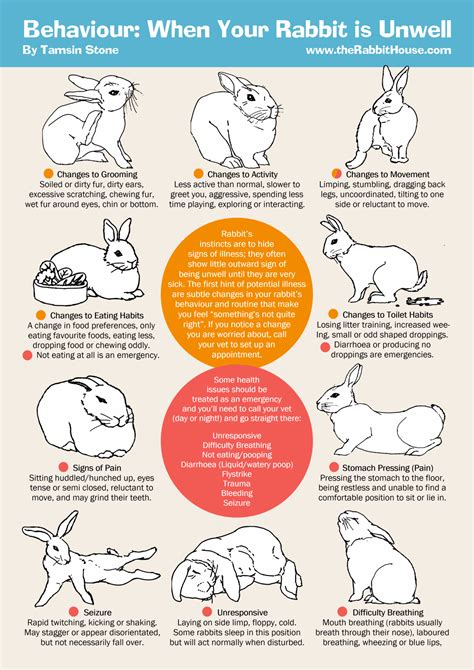 Rabbits Hide Signs Of Illness These Subtle Behaviour Changes May