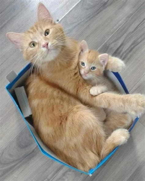 Cat In A Box With Her Cute Kitten Luvbat