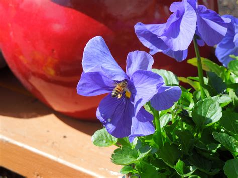 Bee Friendly! | Bee friendly, Flower power, Friendly