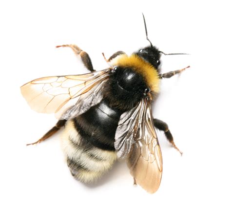 Bee Png Images Freeiconspng