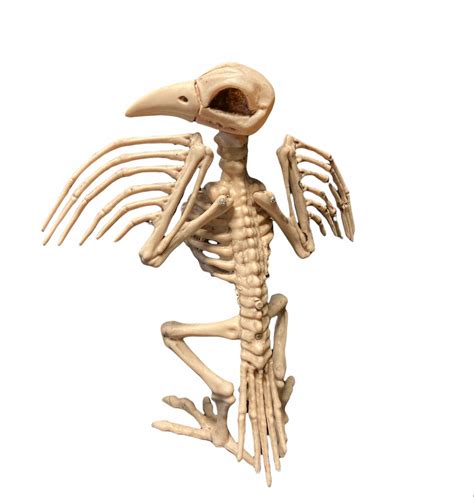 Bird Skeleton Bird Skeleton Rental Halloween Eventrent