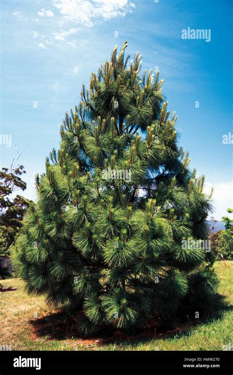 Pine Pinus Engelmannii Pinaceae Stock Photo Alamy