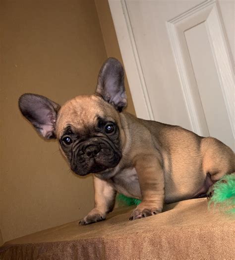 59 French Bulldog Fawn For Sale Photo Bleumoonproductions
