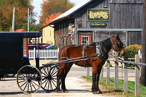 Amish Horse N Buggy By Rick Buzalewski