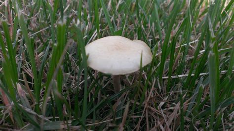 Need Help Identifying Lawn Mushrooms After Mowed Mushroom Hunting And