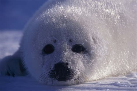 Animal Seal Hd Wallpaper