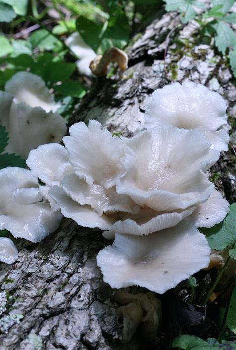 Angel Wings Pleurocybella Porrigens Edible Mushrooms Stuffed