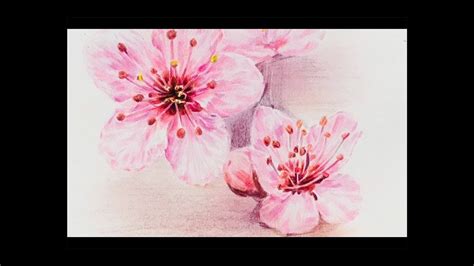 Picture Of Cherry Blossoms With Colored Pencils 색연필 꽃그림 Youtube