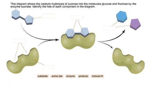 Solved This Diagram Shows The Catalytic Hydrolysis Of Sucrose Into The
